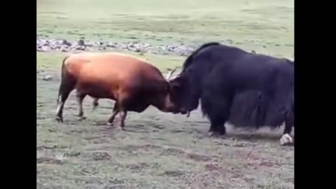 bull vs yak fight