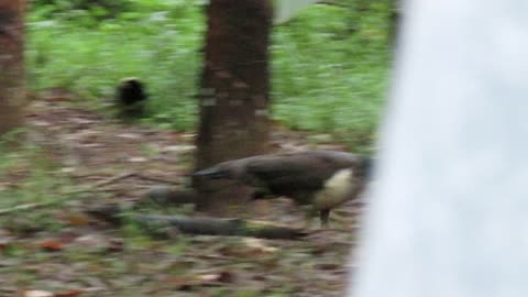 Indian Peacock