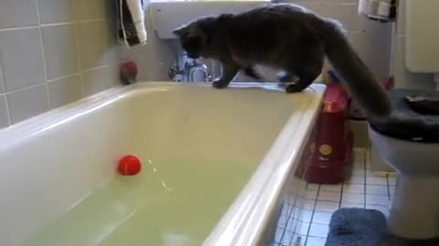 Cat , ball and water