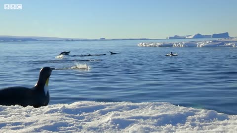 Penguin chicks rescued by unlikely hero | Spy In The Snow