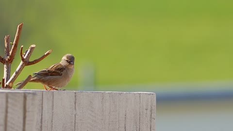 sparrow dancing