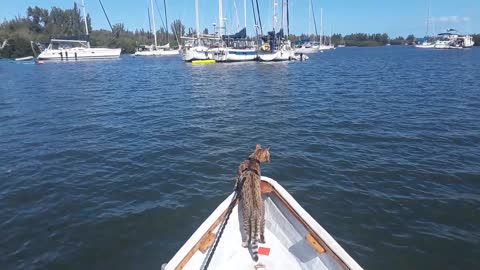 Cat on dinghy Swampscott dory (dinghy)
