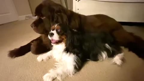 Sweet Cavalier Gives Giant Newfie Goodinig