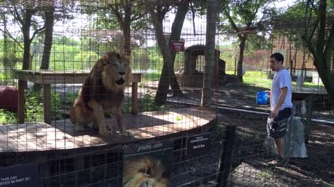 Angry Tiger VS Angry Lion
