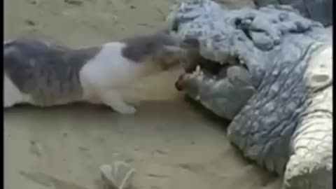 Cat snatches food from crocodile's mouth #shorts #viral #shortsvideo #video