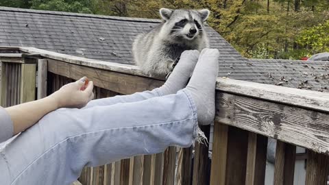 Raccoon Gently Takes Snacks on Deck