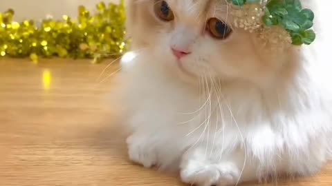 Tukur Tukur Cats | Cute Cat Video #shorts #cute #cat #cats 💕 Tukur Tukur