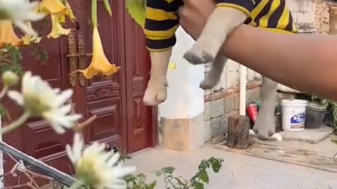 Honey dog | cute dob in bee's dress
