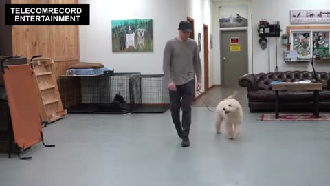 Any dog teaching how to walk on a leash
