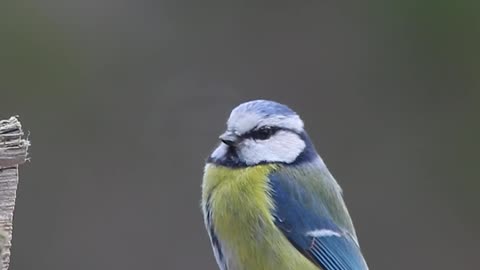 Eurasian blue tit bird