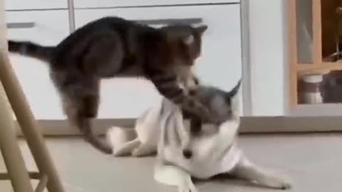 Funny dog and cat video best combination of th world