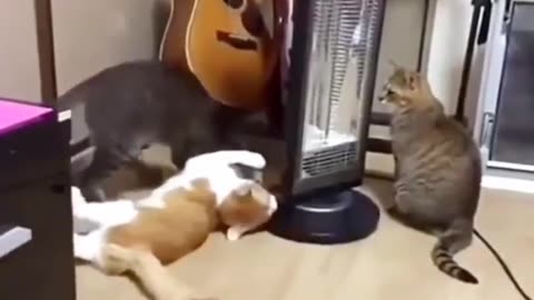 Funny cat videos 🐈 funny cats video cute cat 😸