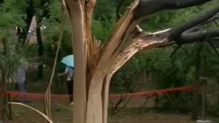Tree hit by lightning