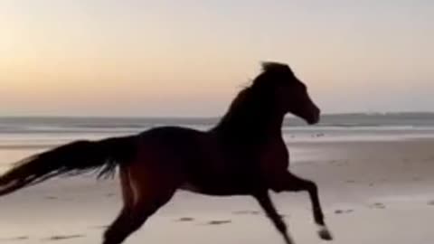 Latest version of the year|Super cool horses | Interesting pet dogs and cats