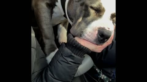 Dog Copilot - falling asleep wile driving