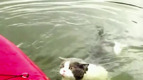Can cats swim?