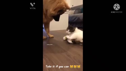 Funny video about Dog & cat