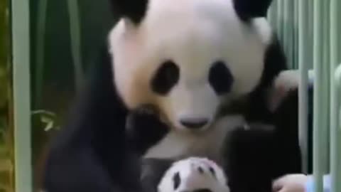 cute & funny panda 🐼😩 #cuteanimals #funnyanimals