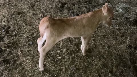 Update on New Calf 2024