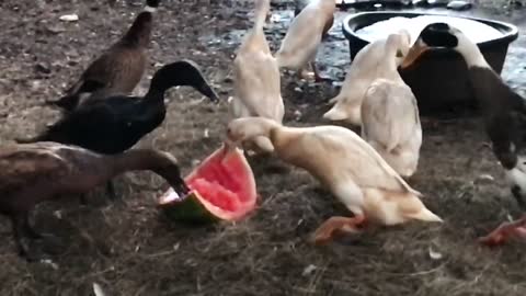 Ducks decimate a watermelon 🍉