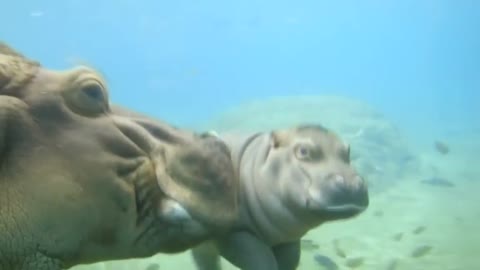 Baby hippopotamus swims with mother in San Diego Zoo