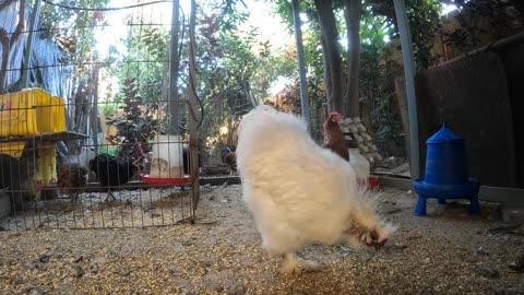 Backyard Chickens Relaxing Video Sounds Noises Hens Clucking Roosters Crowing!