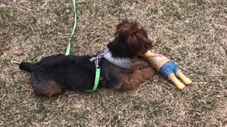 Yorkie Plays With His Rubber Duck