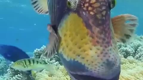 Titan triggerfish displaying its best side