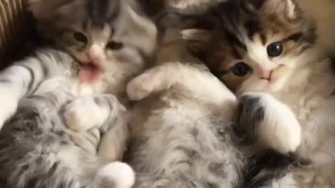 A basket of kittens