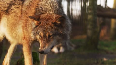 Watch now | The beauty and calmness of dogs in nature