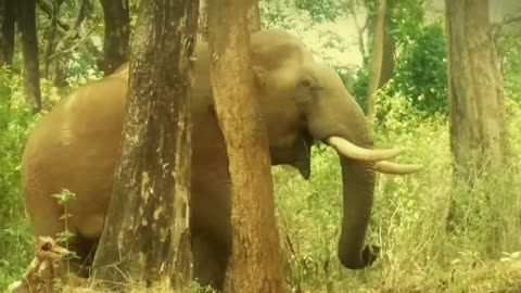 The thrilling action of wild elephants