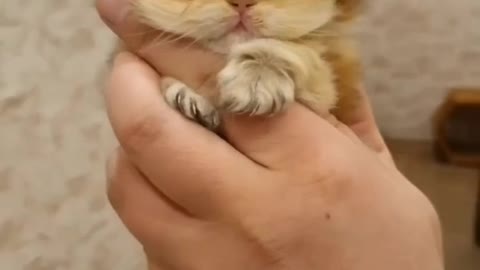Animals lover/The beautiful cute kitten video