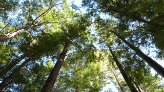 Forest Trees Sky Footage