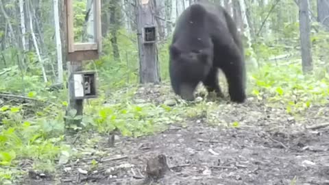 медведь и зеркало