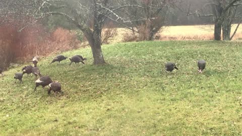 Wild turkeys eating berries and apples