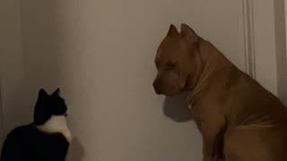 Kitten Swats Pup on the Nose