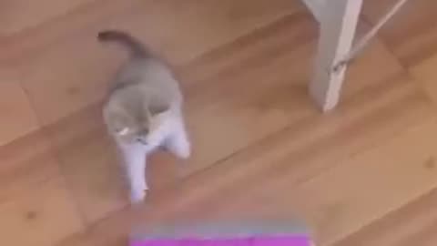 Funny videe cat