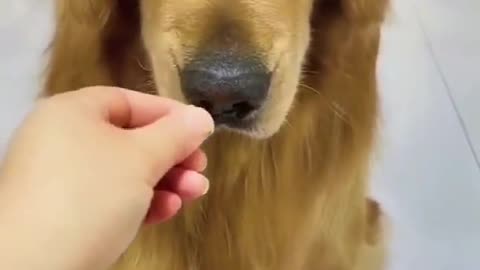 puppy refusing food