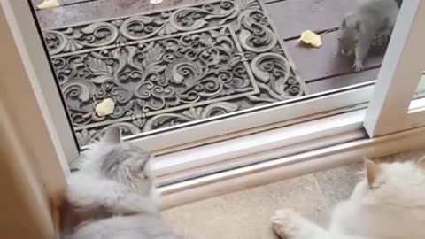 Cats approached by friendly pair of squirrels
