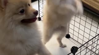 Pomeranian Pack Dances for Food