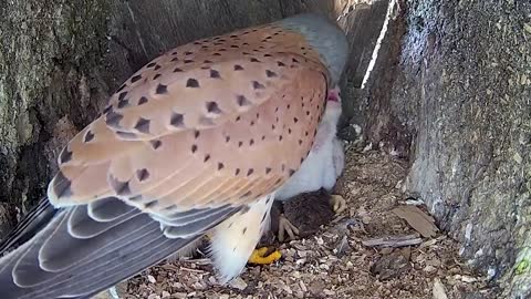 Kestrel Dad Learns to Care for Chicks After Mum Disappears-16