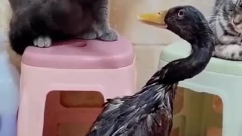 cat & duck Funny video