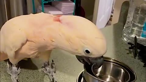 Funniest sights of cockatoos
