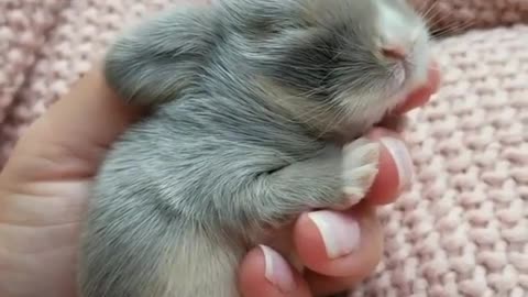 Adorable tiny animal sleeping