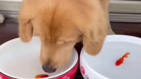 GOLDEN RETRIEVER SHIFT HER GOLDEN FISH PET.mp4