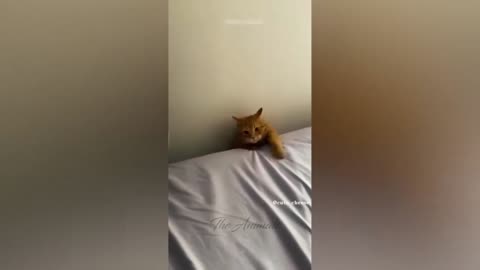 Cute cat followed the laser and got stuck | Animal Mode