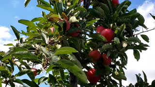 Beautiful Apple Tree #apple #fruits