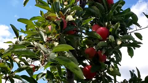 Beautiful Apple Tree #apple #fruits
