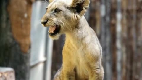 Baby lion cute roaring
