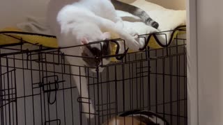 Kitten Tries to Mess With Dog